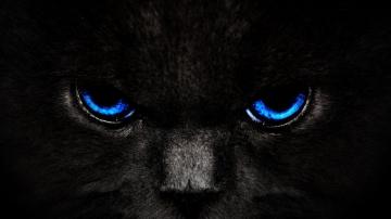 Black Cat Eyes Wallpaper On