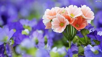 Wallpaper Of Flowers HD High Quality Desktop