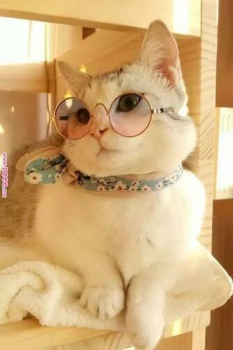 Fancy Cat Dressed Up With Scarf And Glasses Fashioncat