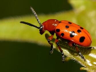 Beetle Wallpaper