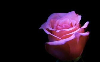 Pink Rose Flower Black Background Wallpaper Flowers