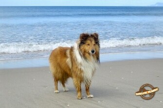 Sheltie Wallpaper