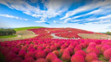 Red Kochia Hill In Hitachi Seaside Park Hitachinaka Ibaraki