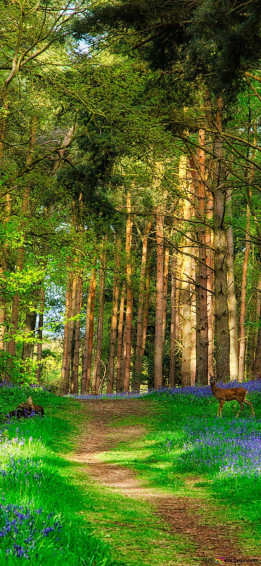 Deer In Spring Forest 2k Wallpaper