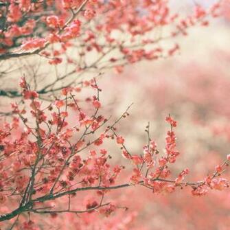 Spring Wallpaper For iPad