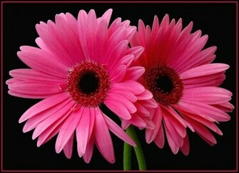Believe That The Daisy Is A True Captivator Of Both Love And Virtue