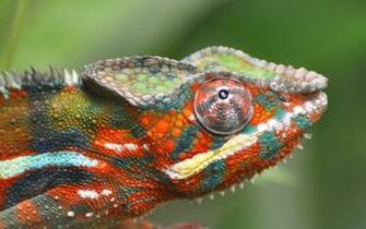 Chameleon Wallpaper