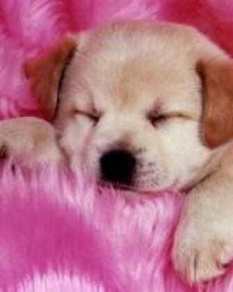 Cute Mobile Wallpaper