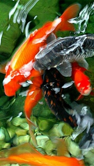 Koi Pond Animal iPhone Wallpaper S 3g