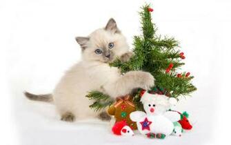 Christmas Animals Wallpaper