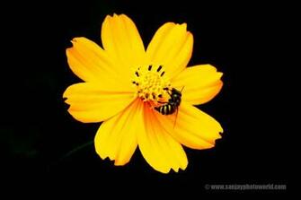 Yellow Flower Black Background Wallpaper Questions