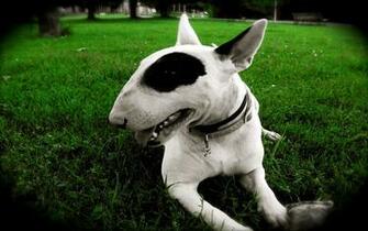 File Bull Terrier Wallpaper R785qh8 Jpg 4usky