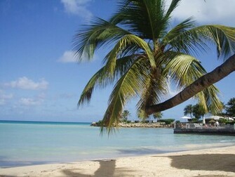 Palm Trees Wallpaper Treesdesktop