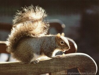 Funny Squirrels Wallpaper For Desktop Animal