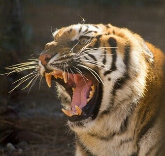 Pictures Of Exotic Animals All Wallpaper New