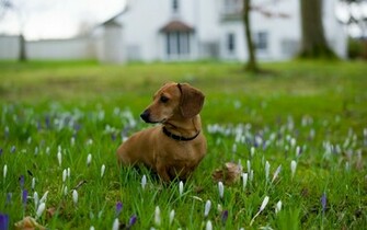 Animal Dachshund Wallpaper