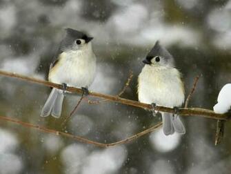 Cute Winter Birds Widescreen Wallpaper Wide Net