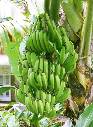 Banana Tree HD Wallpaper Image Trees