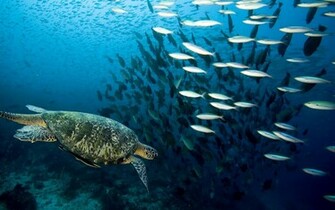 Ocean Life Wallpaper Marine On The Seabed Like Fish Plants