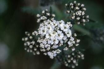 Small Flowers Pictures Widescreen HD Wallpaper