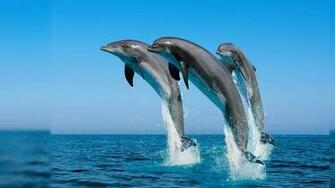 Dolphins Wallpaper