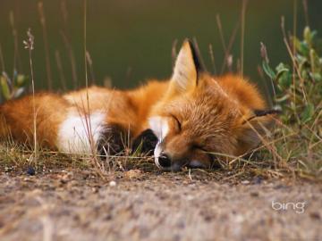 Cute Fox Wallpaper Desktop Lee Dii