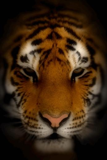 iPhone Animated Screensavers Wallpaper