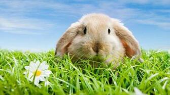 Pets Puppies Type Wallpaper For N Widescreen