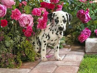 Cute Dalmatian Puppies Wallpaper