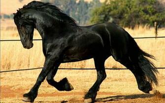 Horse Wallpaper Part