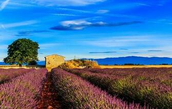 Wallpaper Field Tree France House Lavender Provence