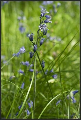 Blue Bell Knoll By Dxd