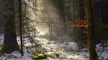 Wallpaper Germany Blackforest Schwarzwald Winter Beam