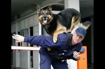 Police K9 Wallpaper