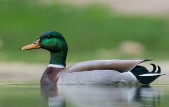Mallard HD Wallpaper Background Image