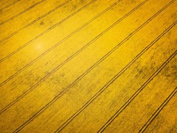 Yellow Wood Pictures Image