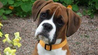 Boxer Dog