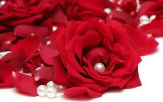 Red Flowers HD Pictures One Wallpaper Background