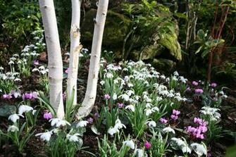 Early Spring Garden Wallpaper
