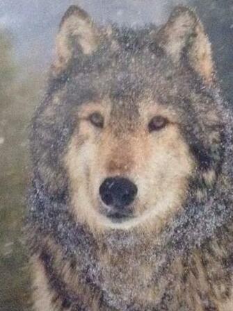 Really Cool Wolf Pictures Image By Allywolfcat101 On