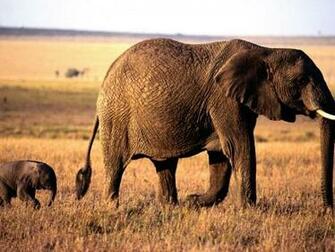 Elephant Screensaver Screensavers