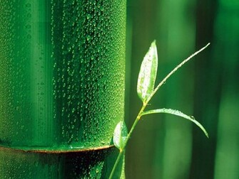 Bamboo Leaf Wallpaper Leaves