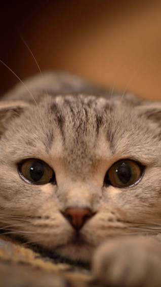 Cute Animal Wallpaper iPhone