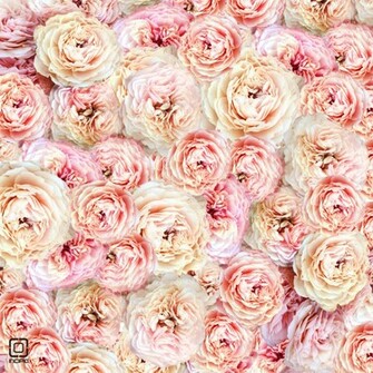 Peonies Wallpaper iPhone Spring