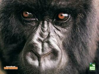 Where Is Wallpaper Gorilla Background