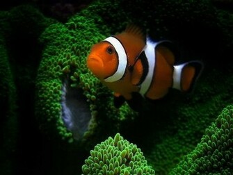 Clown Fish Wallpaper