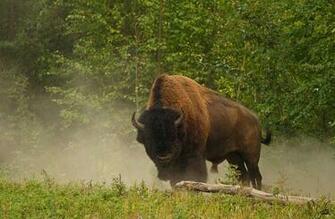 Animals Buffalo Wallpaper