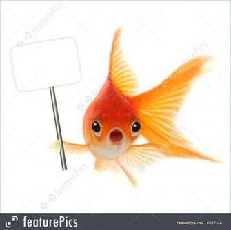 Templates Shocked Goldfish Isolated On White Background Stock