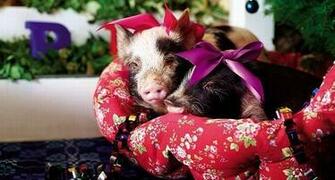 Pigs In Christmas Tree Cute Little Pictures
