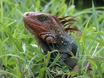 HD Wallpaper Iguana